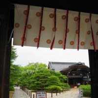 京都　青モミジ100シリーズの世界遺産 総本山 仁和寺 