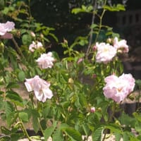 六月の薬用植物園は香りの劇場・・・