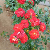 薔薇でオヤスミ