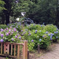 相模原公園の紫陽花