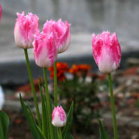 春の花の回想、北海道の花の五月は特急なので　1-1