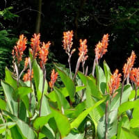 長居植物園の“ヘメロカリスの花”たち！