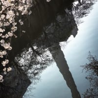 2025年　目黒川のさくら