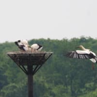 渡良瀬遊水地でコウノトリのヒカル君とヒナ3羽を見てきました（2025年5月14日）