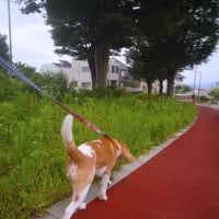 今日のおさんぽ。