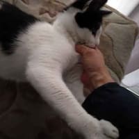 シェルターのお手伝い。