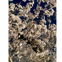 今日いち-2025年4月8日