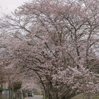 去年の桜、今年の桜