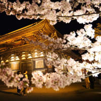  2025　京都さくら旅③（東寺-2）