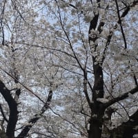 「熊谷桜堤」４月８日㈪満開でした・・・【6.4.8㈪】