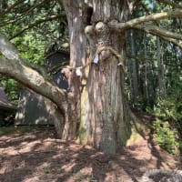 西光寺の大杉