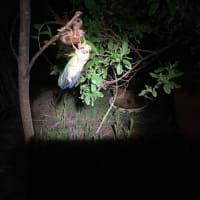 クマゼミの羽化を見るのは久しぶり〜！