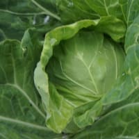 自家野菜が出来た