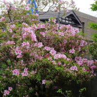 庭のツツジ（８） 大ツツジ