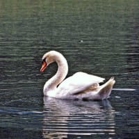 白鳥の親子