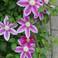 花の端境期の水林自然林には菌従属栄養植物などが（2025.6.8）#2 そして四季の里バラ園に