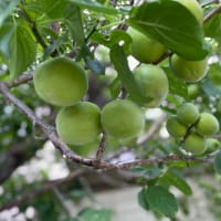 リボベジ？実生？庭のなりものたち。