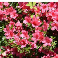 庭のサツキ 紅花と白花