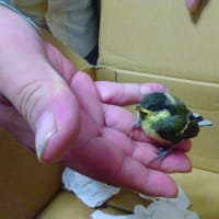 野鳥