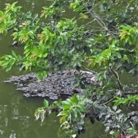 カイツブリ　残念