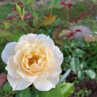 バラの二番花