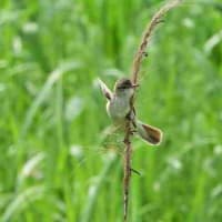 ちょっといい場面、オオヨシキリ。