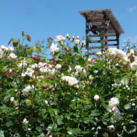 信州上田の初夏･･･国際音楽村･･･バラ園に咲く･･･薔薇、ばら、バラ(4)