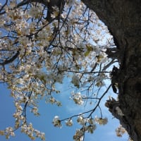 桜の違いは？
