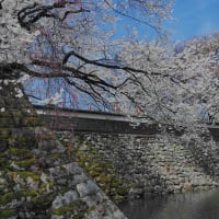 桜シリーズ　高島城で「春雷」を聴く　