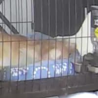 大人のポテサラ自作