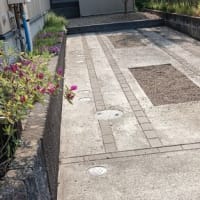 今日も草取りと掃除