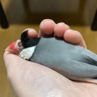 雑記つめ合わせ