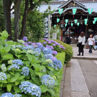 白山神社の紫陽花
