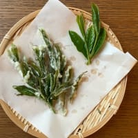 新芽の天ぷらをいただきました！