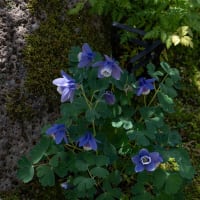 ●我が家の５月の花（6）　　玄関の観葉植物　パキラ　ドラセナコンシンネ　シラーカンパヌラータ　パステルアリウム・ロゼア　ミヤマオダマキ