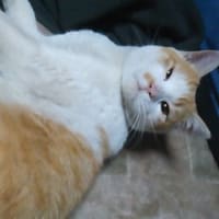ネタがないにゃ