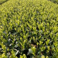 新茶の季節