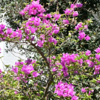 我が家の花日誌～酔芙蓉と萩の花