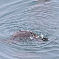 浮かんでいます
