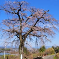 笹尾の枝垂れ桜