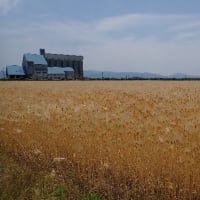 二毛作の風景「麦秋」　2025/06/02　06/09