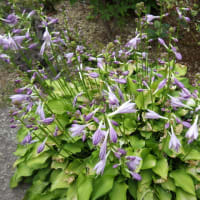 しをり戸　　　「７月」