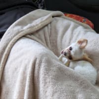シロ5ヶ月になります🐕