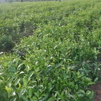 　2期目のお茶畑手伝い始まりました　野菜収穫5種類