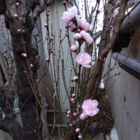 花桃の木