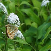 オカトラノオ に ヤマウラギンヒョウモン