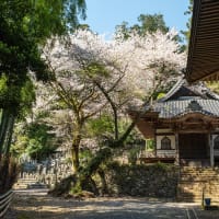 卯月の穀雨　太平山大中寺の七不思議と桜
