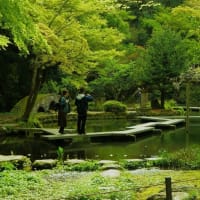 ●尾山神社の　菊桜　昨年の記事より