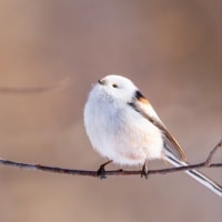ぼく、シマエナガ😃　7月2日