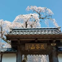 枝垂れ桜開花状況（平成31年4月3日）